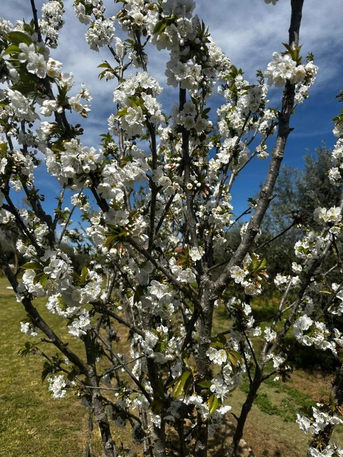 Quinta Das Oliveiras Turismo Rural Fundão Εξωτερικό φωτογραφία